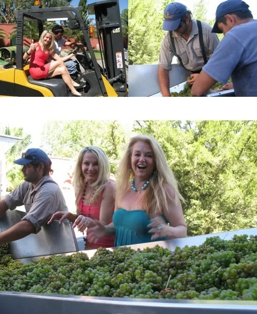 Our first day in the vineyards and at the winery had us busy participating at the sorting table as the first grapes were harvested for 2013, the Sauvignon Blanc.