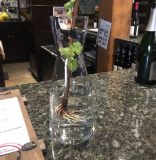 The next Riesling clone