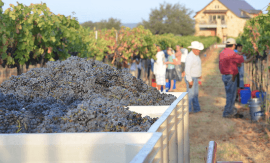 American Viticultural Area, Texas